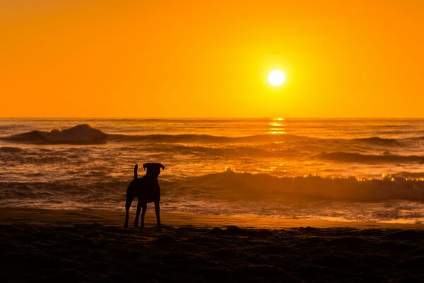 Hermosa puesta de sol junto al mar con un perro