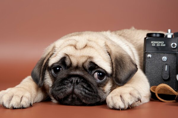 Cachorro de Pug en la cámara