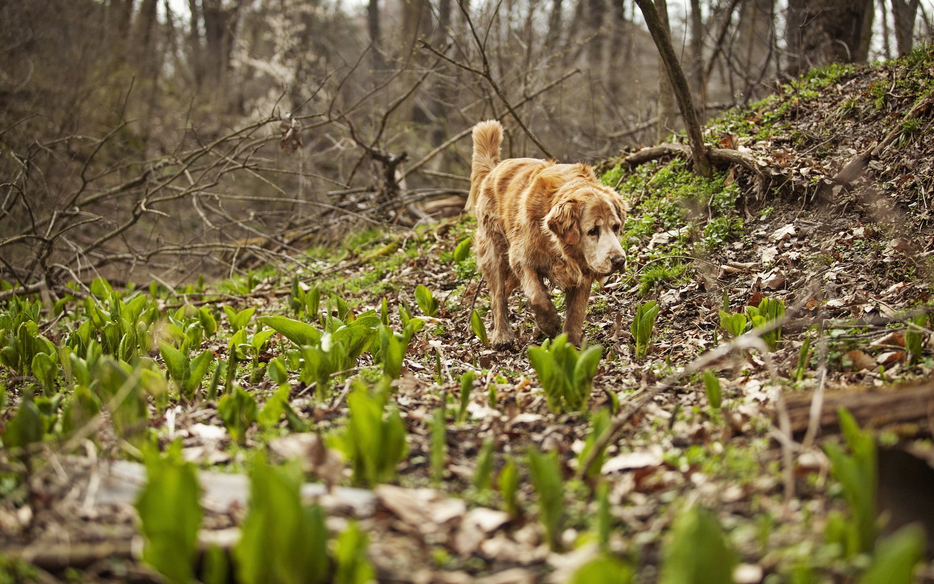 perro bosque naturaleza