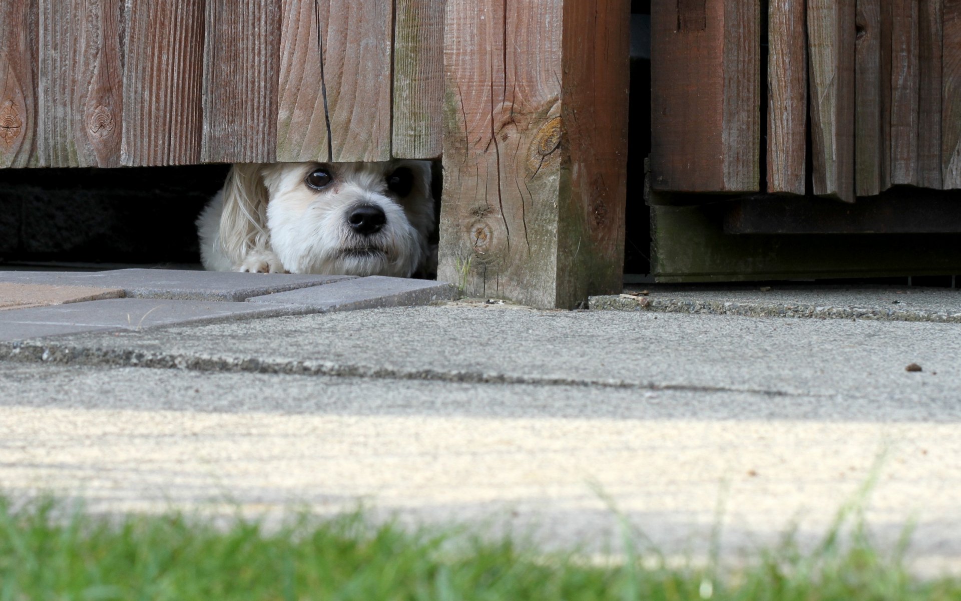 perro mirada amigo cerca