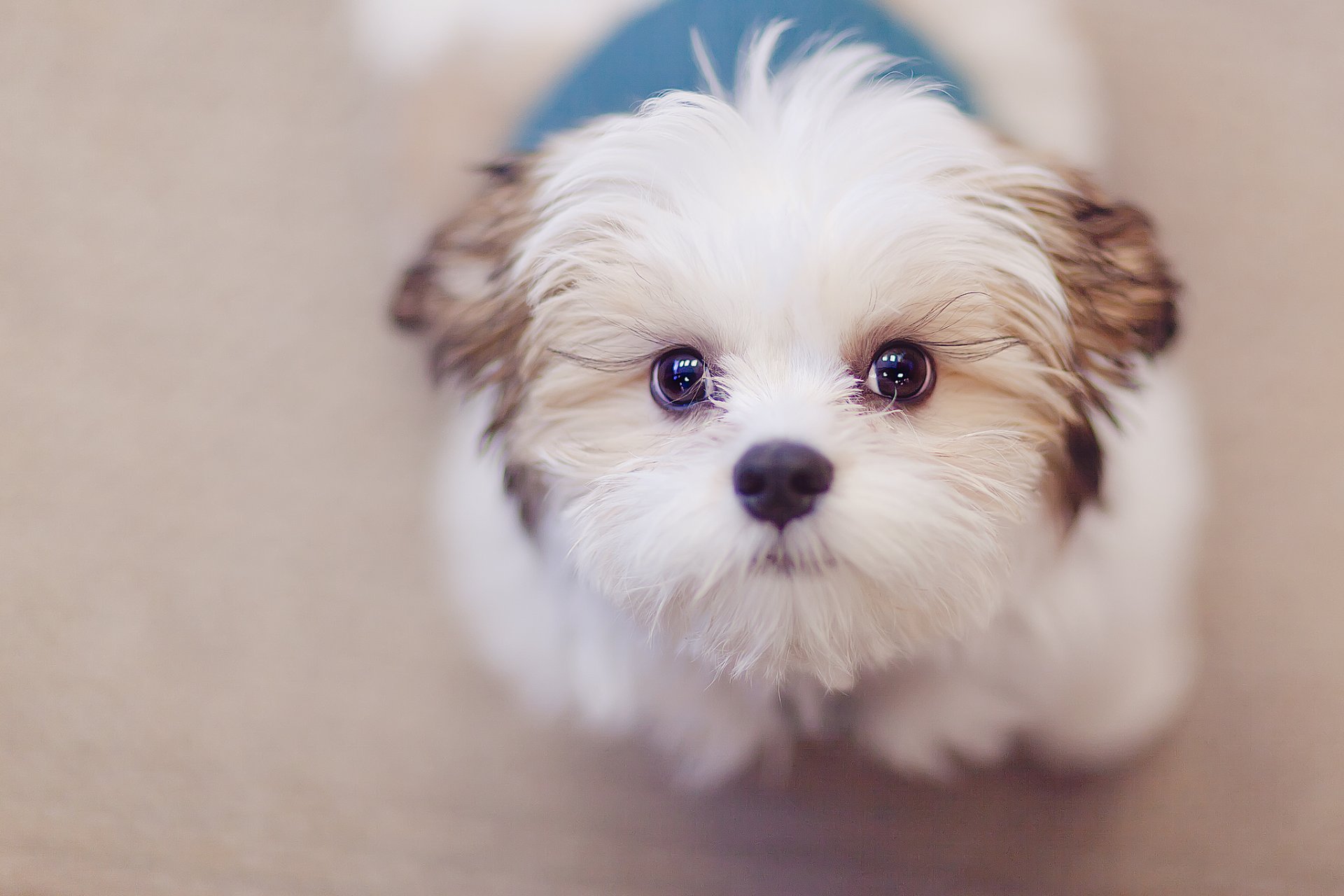 perro mirada amigo fondo