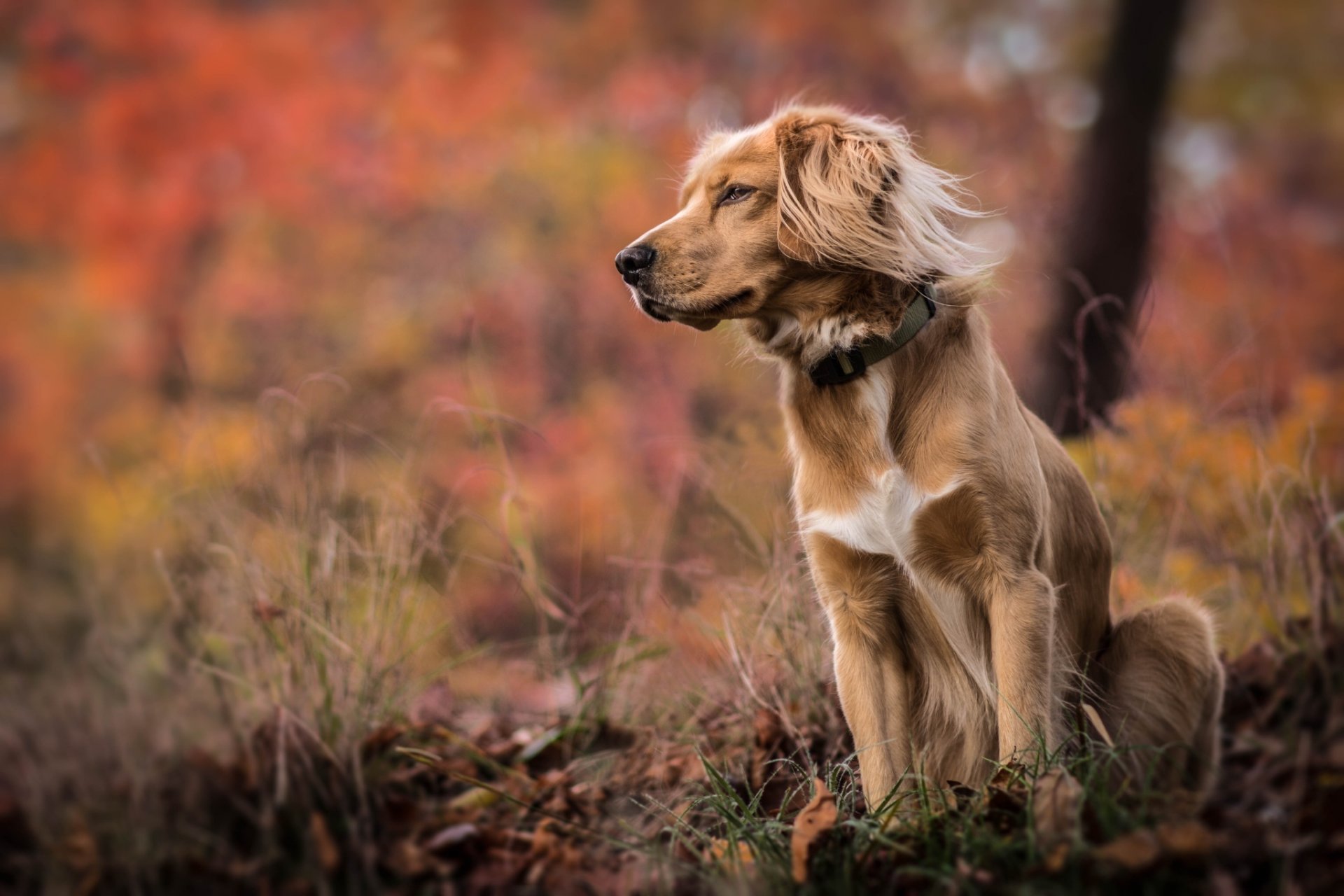 perro hierba otoño naturaleza bokeh