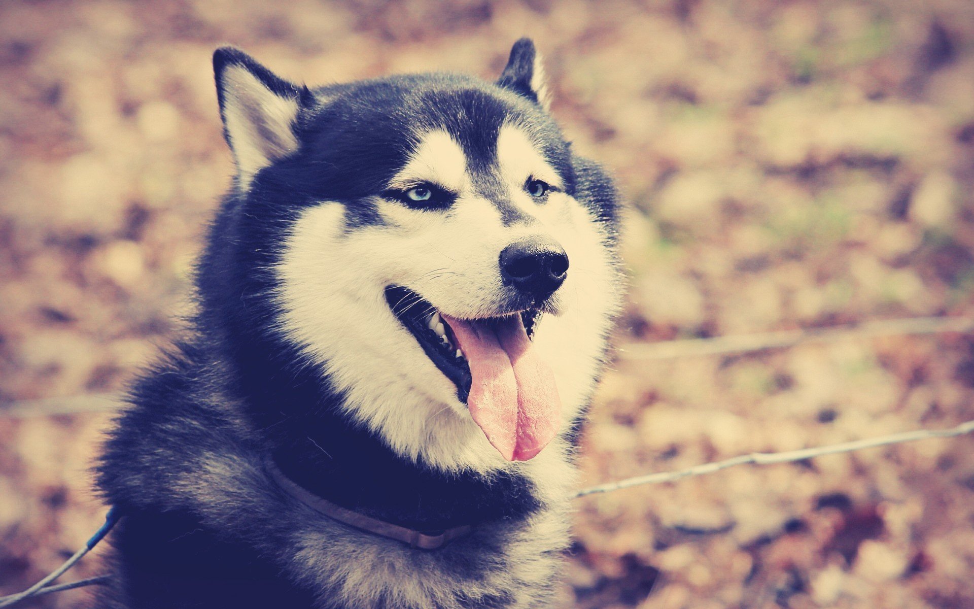 perro mirada ojos azules lengua dientes collar de perro otoño husky hojas naturaleza al aire libre amigo ojos todos