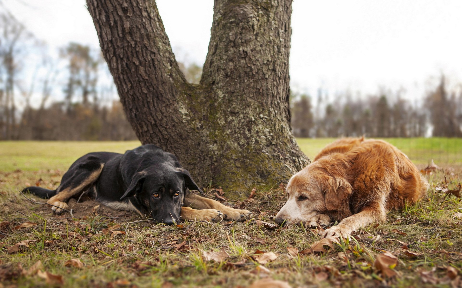 perros naturaleza amigos