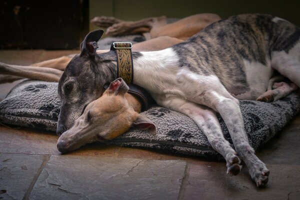 Amigos perros descansando en la camada