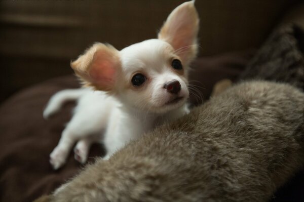 Pequeño perrito sentado en el Sofá