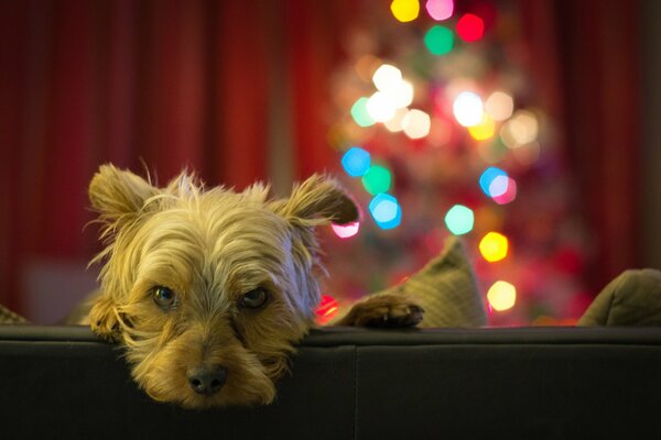 La mirada dura de un perro peludo