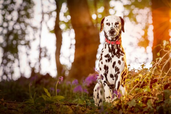 Pequeño dolmatinets en los rayos del atardecer