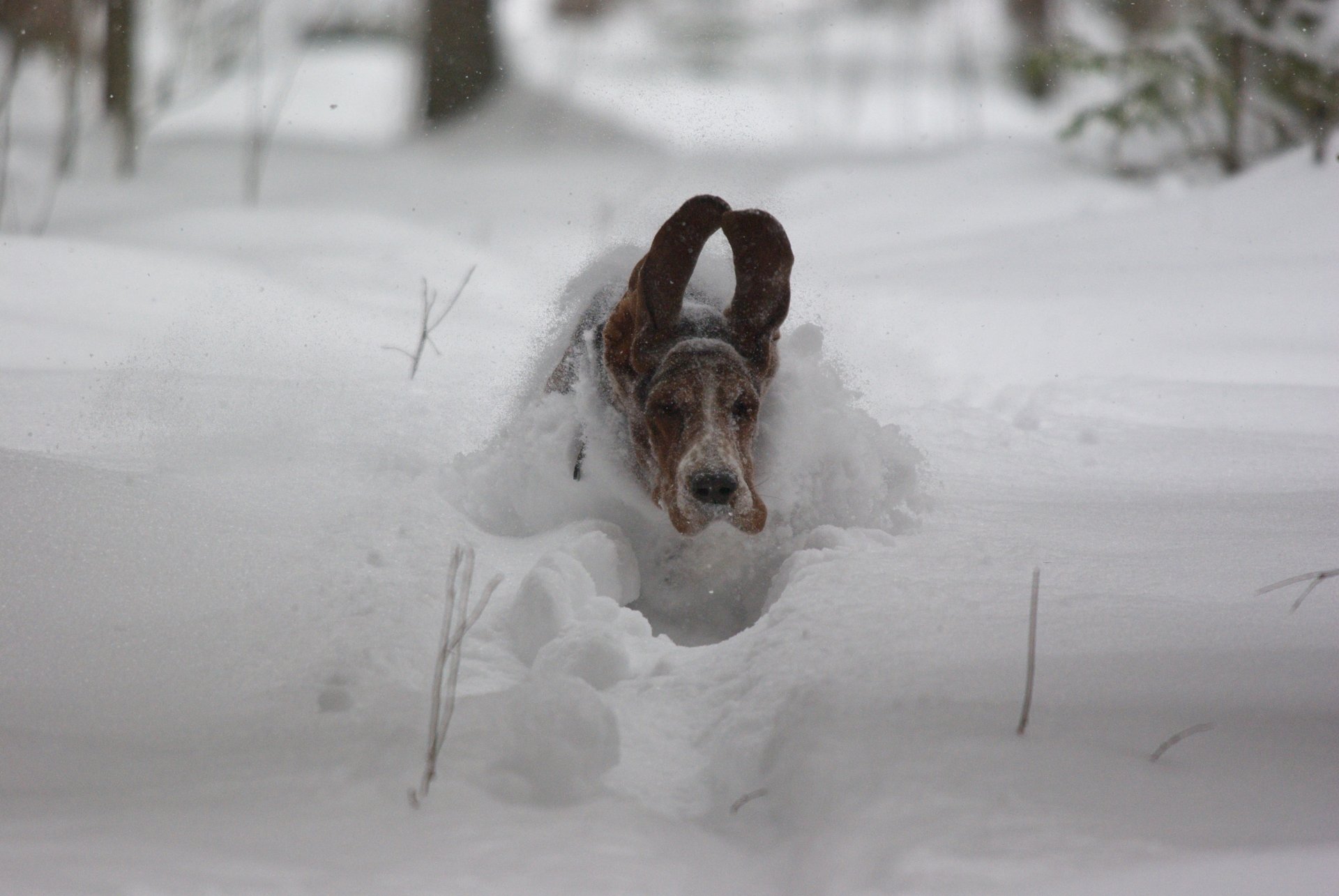 perro orejas nieve velocidad