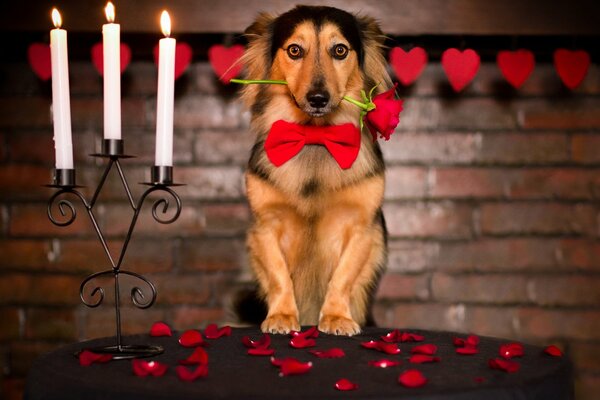 Romance y un perro con una rosa en los dientes