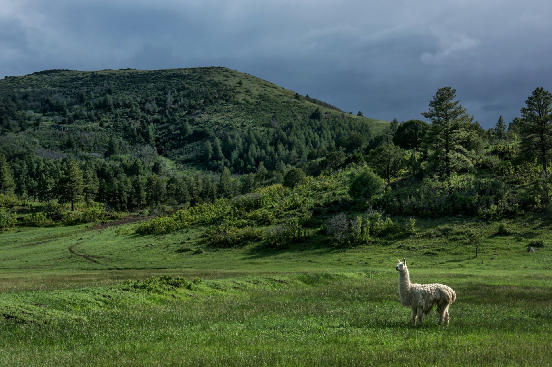 nuevo méxico estados unidos colinas árboles llama prado