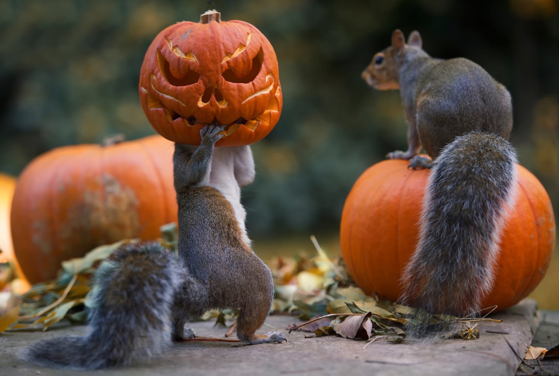 halloween ardillas calabazas tareas