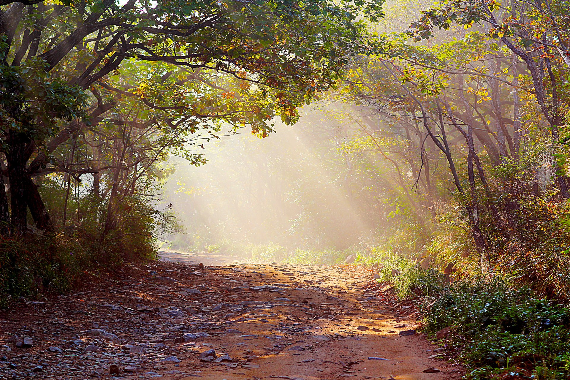 bosque rayos de luz carretera niebla naturaleza foto