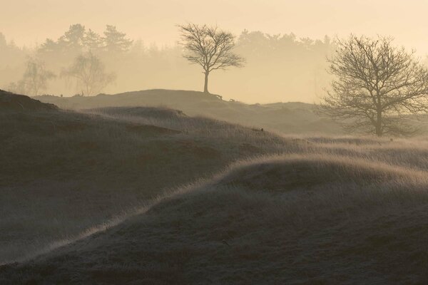 Mañana brumosa en el bosque
