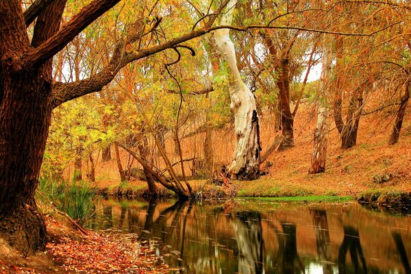 Naturaleza otoñal. Los árboles se reflejan en el río