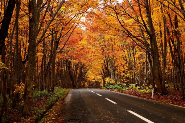 Paisaje de otoño en el camino al bosque