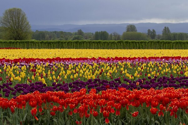 Campo De tulipanes flores de verano