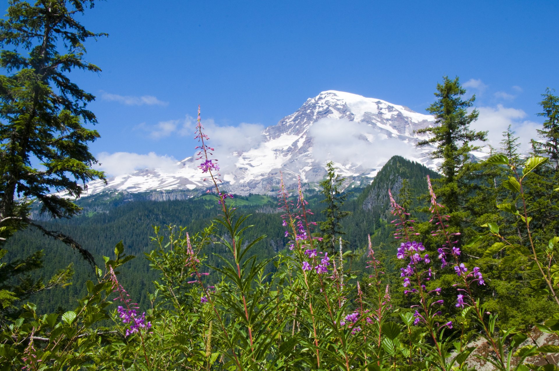 monte rainier parque nacional de mount rainier flores bosque montañas