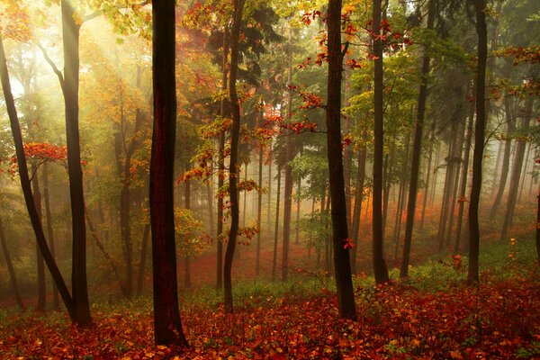Bosque de otoño en los raros rayos que pasan a través de la espesura del sol