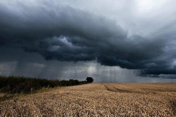 Nubes grises sobre el campo con espigas