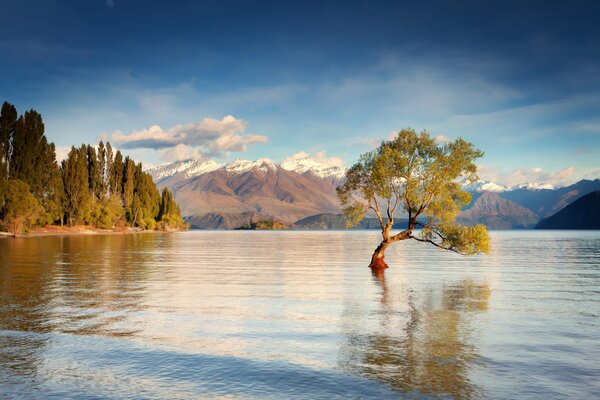Agua de la mañana y un árbol en medio del lago Unaka en Nueva Zelanda