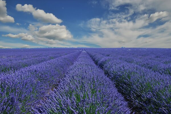 Provenza. Campo de lavanda en Francia