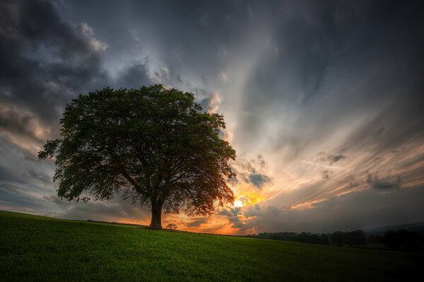 Puesta del sol en contra del árbol