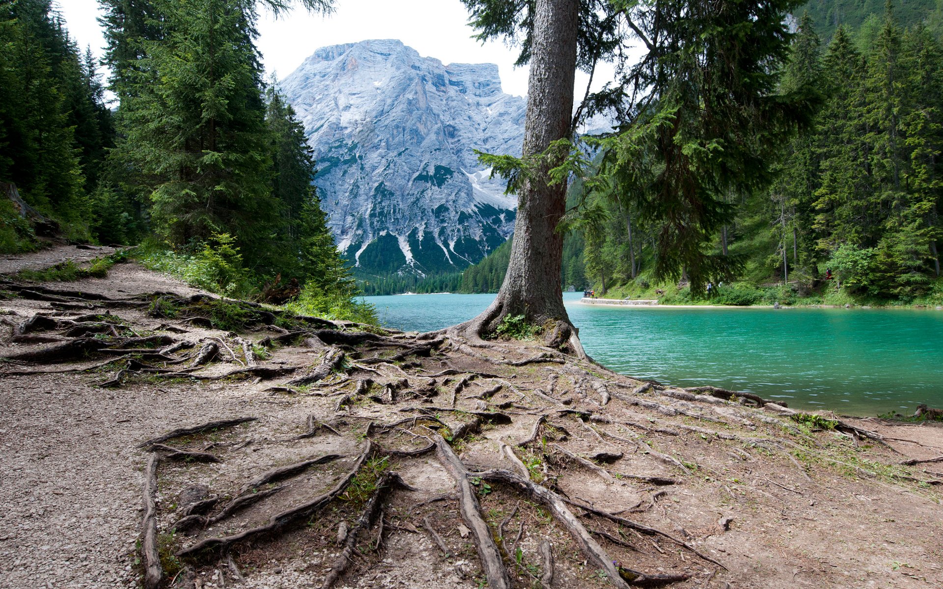lago montañas bosque árboles raíces italia