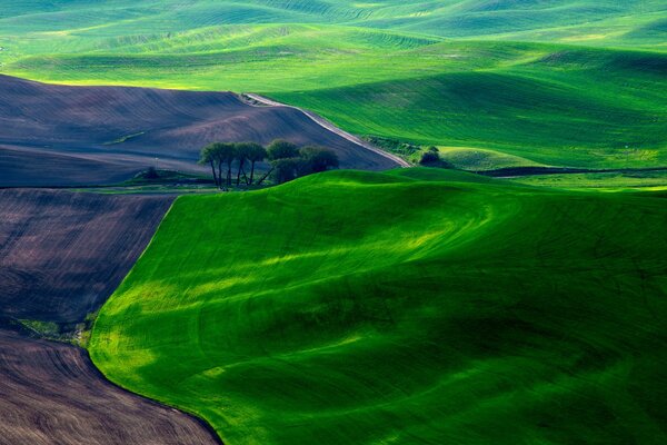 Hierba en el campo como una alfombra en primavera