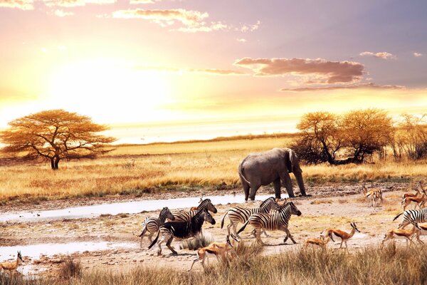 Animales africanos en el fondo de la puesta de sol
