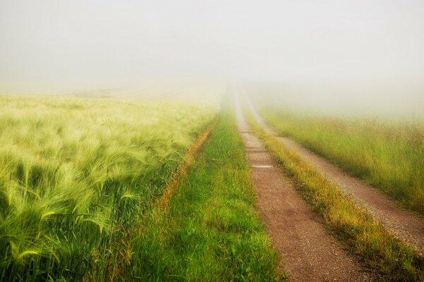 Camino de niebla de verano a través del campo