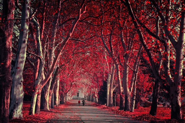 Otoño carmesí en el parque