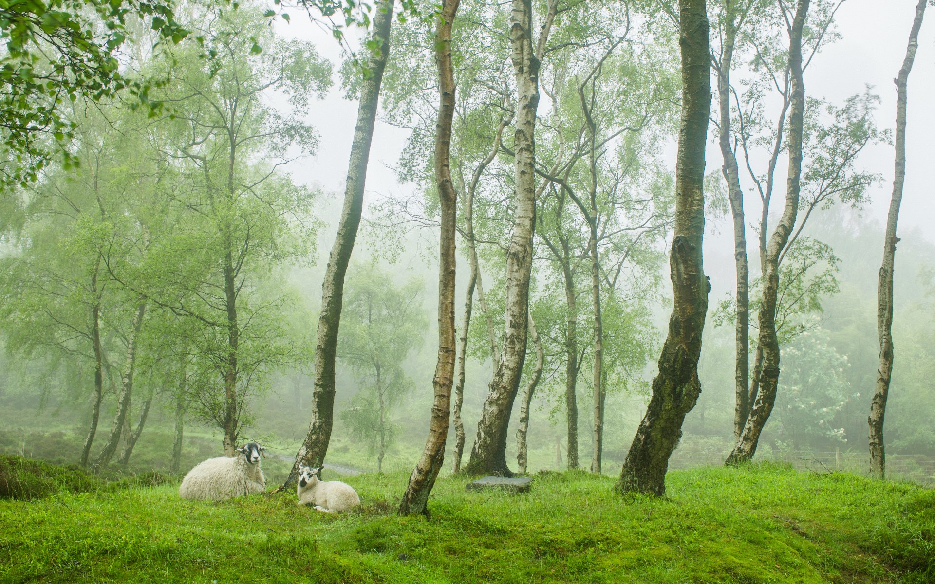 stanton moore peak district reino unido primavera inglaterra pueblo vegetación árboles ovejas ovejas niebla