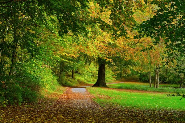 Árboles y follaje en otoño