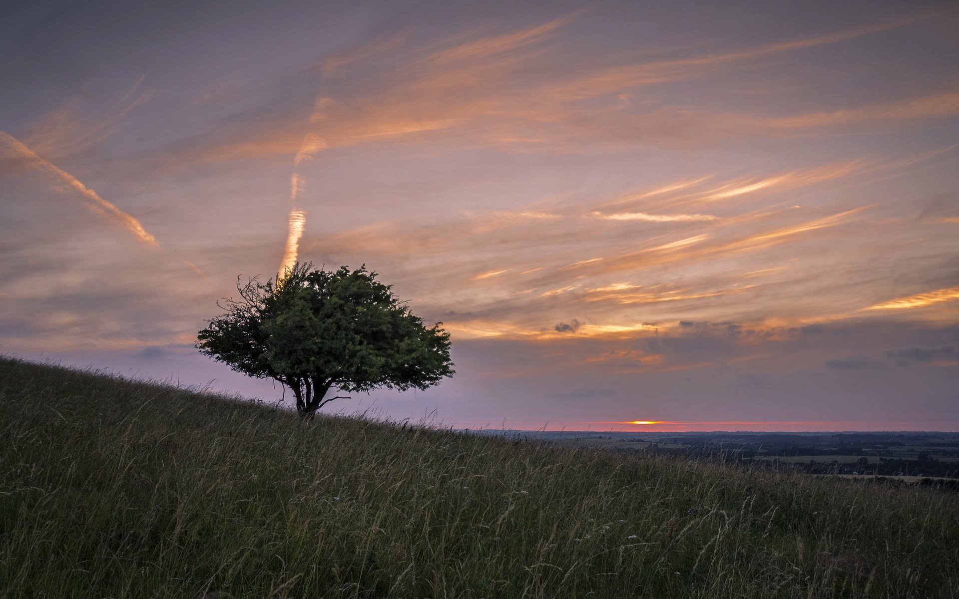 campo árbol puesta de sol paisaje