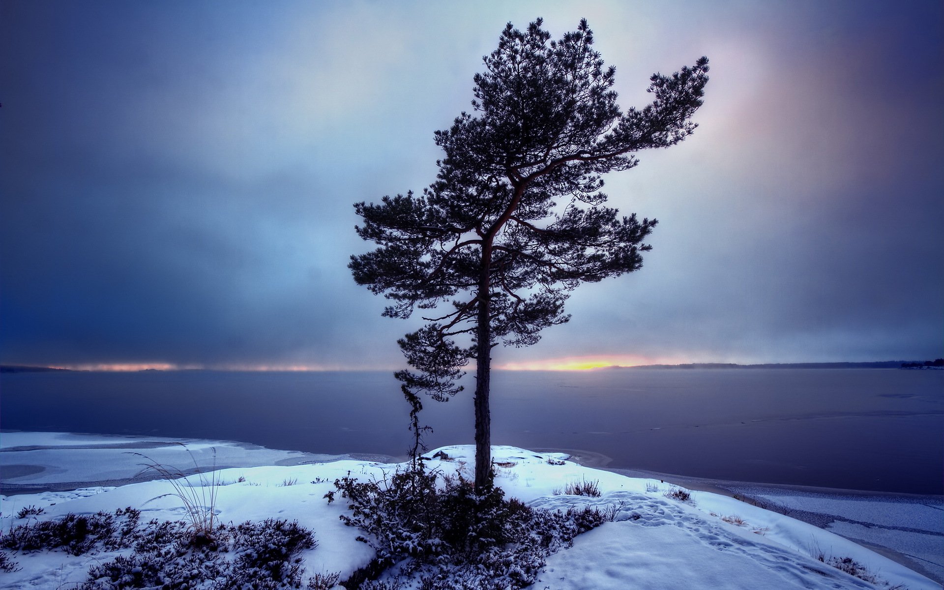 suecia värmland bergvik árbol paisaje